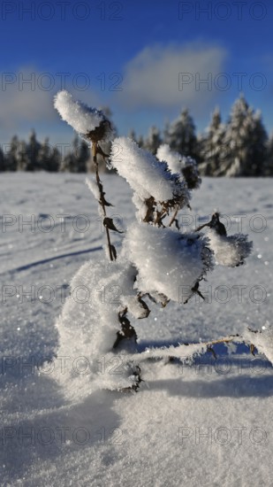 Snowy landscape with frozen branches under clear, blue sky, Franconian Forest nature park Park