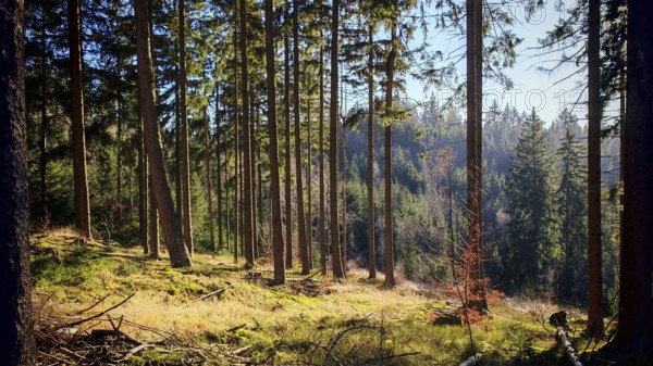 Sunlight floods a high, quiet forest with green foliage, Fichtelgebirge, Franconian Forest