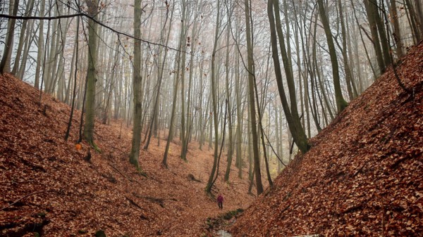 Person walking a wooded path with fallen leaves through a quiet autumn forest, dramatic perspective, Thuringian Forest