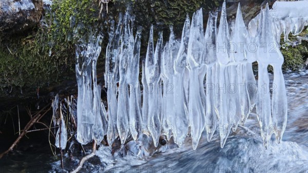 Icicles hang over a stream, framed by moss, winter view in nature, ice art, Franconian Forest nature park Park