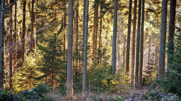Bright sunlight shines through slender tree trunks in an autumnal forest, Fichtelgebirge, Franconian Forest