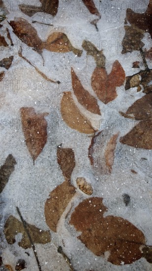 Frozen leaves trapped in ice, winter view with autumn colors, Franconian Forest