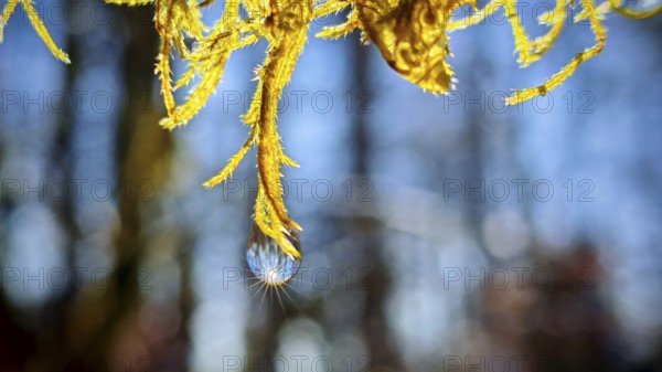 A drop of water hangs radiantly on a yellow plant that glitters in sunlight, Thuringian Forest
