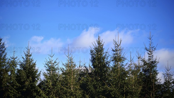 Conifers under clear blue sky with scattered clouds, Fichtelgebirge