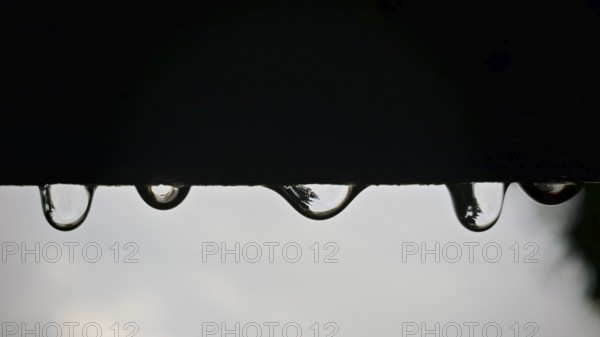 Drops of water hang on a dark surface, blurred reflections in the background, Rennsteig, Thuringian Forest