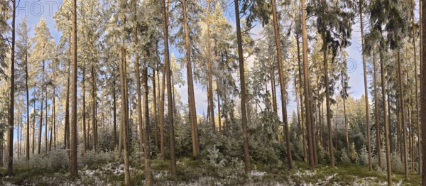 Snowy forest with tall pine trees under a blue sky, Frankenwald nature park Park