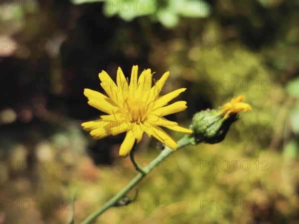 Small yellow flower blooming in the summer sun, Hieracium lachenalii (hieracium lacheneaii), Franconian Forest nature park Park