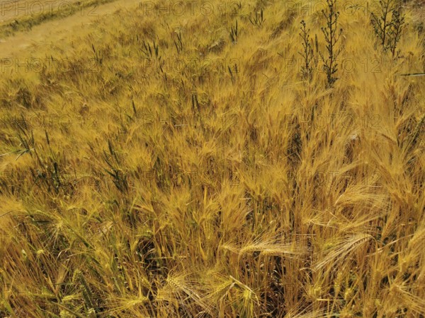 Large field with ripe grains in golden tones, Franconian Forest nature park Park