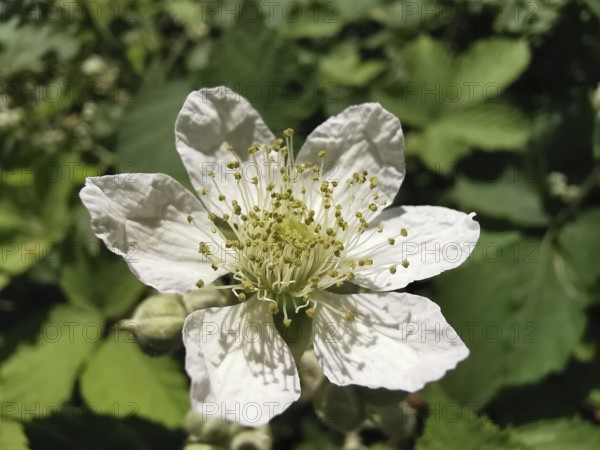 White blossom with many stamens in the sun, blackberry (rubus fructicosus), Franconian Forest nature park Park