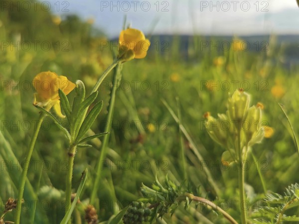 Yellow flowers of the common hornwort (Lotus corniculatus) on a sunny summer meadow with hills in the background, Franconian Forest nature park Park