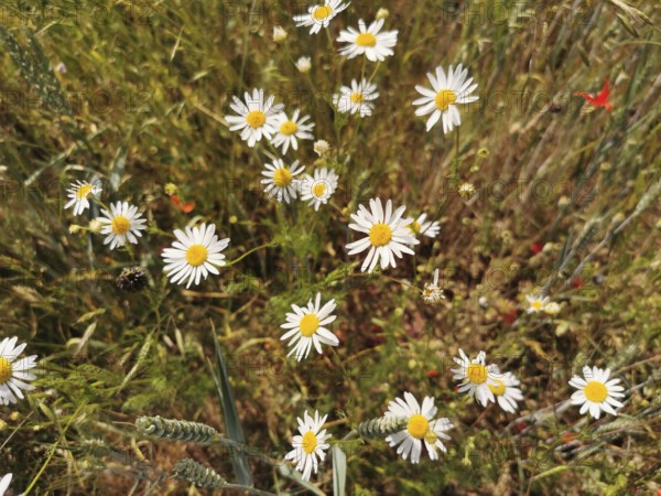 White daisies (bellis perennis) scattered in a summer meadow, Franconian Forest nature park Park