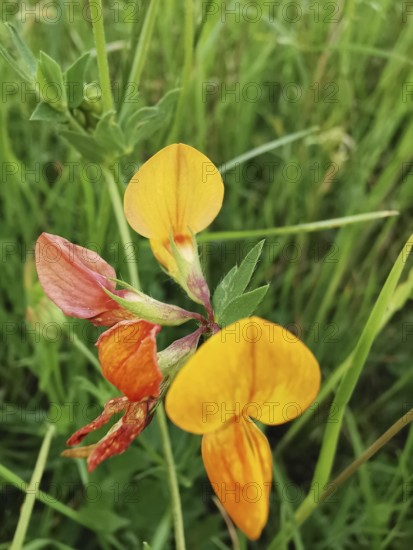 Yellow flowers on a green meadow in a natural environment, Bird's-foot Trefoil (lotus corniculatus), Franconian Forest nature park Park
