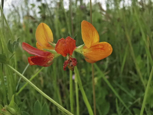 Yellow-orange flower in a green meadow landscape, Bird's-foot Trefoil (lotus corniculatus, Franconian Forest nature park Park)