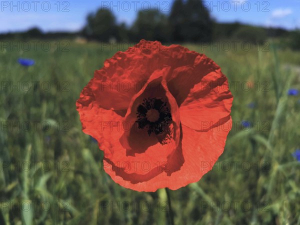A bright red poppy (Papaver rhoeas) blooming in a field under a blue sky, Franconian Forest, Germany