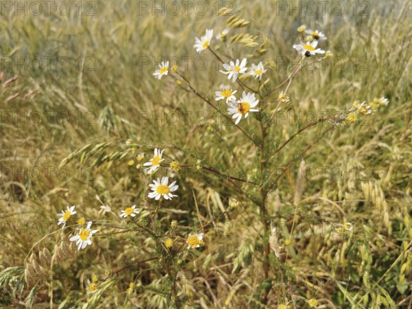 Several small daisies (bellis perennis) in a meadow landscape, Franconian Forest nature park Park, Germany