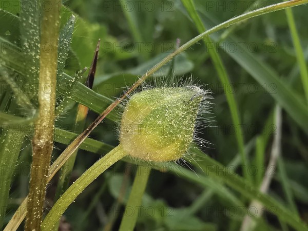 A fluffy bud on a green field, surrounded by grass, witchweed (Circaea lutetiana), Franconian Forest, Germany