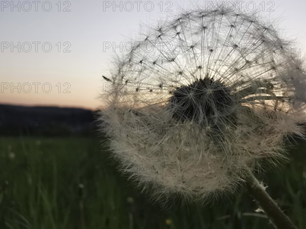 A dandelion (taraxacum officinale) in front of an evening sky in pastel colours on the horizon, Franconian Forest, Germany