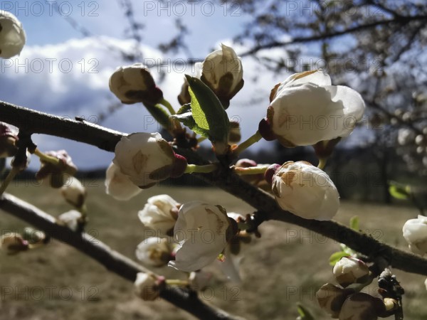 White flowers on a branch against a blue sky with clouds