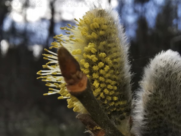 Willow catkins (salix caprea) with yellow inflorescences in front of a wooded background, Thuringian Forest