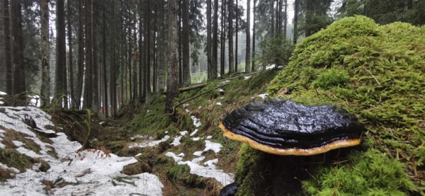Moss-covered forest floor with a mushroom (fungi), surrounded by snow and dense trees, Franconian Forest nature park Park, Germany