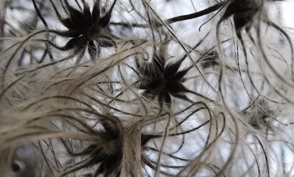 Wild seeds and fibres in close-up, abstract and organic pattern, traveller's joy (clematis vitalba), Franconian Forest nature park Park, Germany