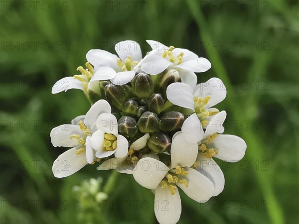 White flower of an Evergreen candytuft (iberis sempervirens) in close-up against a green background, fresh and blooming, Franconian Forest nature park Park, Germany