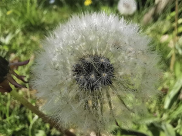 A close-up of a dandelion (taraxacum officinale) in the seed stage in a meadow, Thuringian Forest, Germany