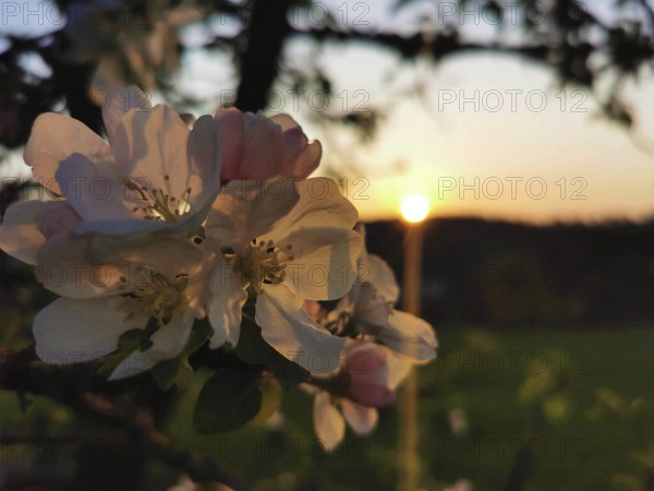 Blossoms in the foreground in front of a sunset in a romantic atmosphere, cherry blossom (prunus serrulata), Thuringian Forest, Germany