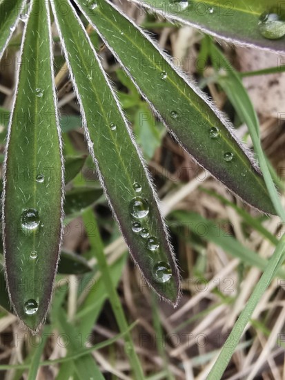 Macro photograph of green leaves with dew drops in the grass, lupine (Lupinus), Thuringian Forest, Germany