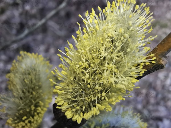 Yellow, flowering willow catkin (salix caprea) in close-up, Thuringian Forest, Germany