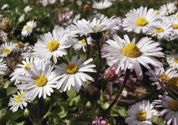 A meadow full of blooming daisies (bellis perennis) with white petals and yellow centres, Thuringian Forest, Germany