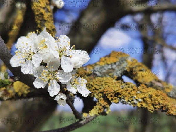 White blossoms on a moss-covered branch in spring light, with blue sky in the background, cherry blossom (prunus serrulata), Thuringian Forest, Germany