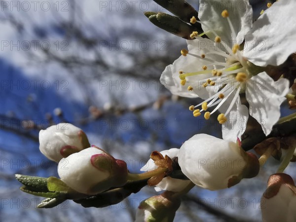 White flower buds and fully blossomed flowers in front of a blue sky, close-up, cherry blossom (prunus serrulata), Thuringian Forest, Germany