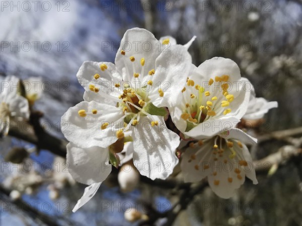 White blooming cherry blossoms (prunus serrulata) in front of a blue sky, spring awakening in nature, Thuringian Forest, Germany