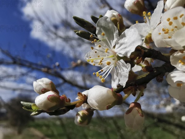 Blossoming branch with white flowers and buds, contrasted with a clear sky, cherry blossom (prunus serrulata), Thuringian Forest, Germany