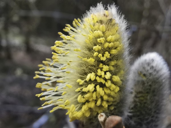 Close-up of a soft, yellow willow catkin (salix caprea) in nature, Thuringian Forest, Germany