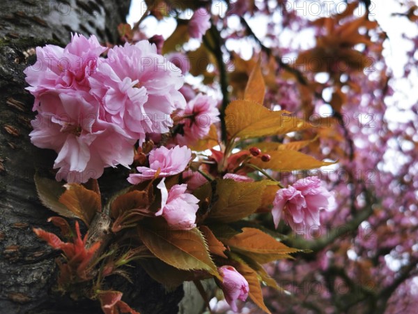A Japanese cherry blossom (prunus serrulata) with magnificent pink flowers and orange-coloured leaves in spring, Berlin, Germany