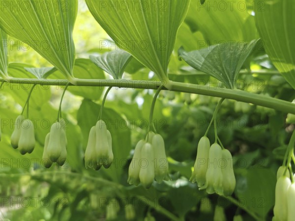 White flowers hanging under green leaves, a sign of spring, fragrant whitethorn (Polygonatum odoratum), Thuringian Forest, Germany