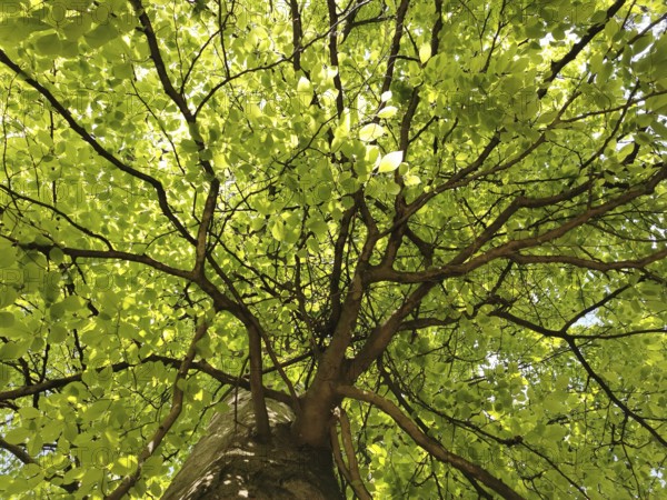 Looking up through the fresh green leaves of a tree into the crown, Thuringian Forest, Germany