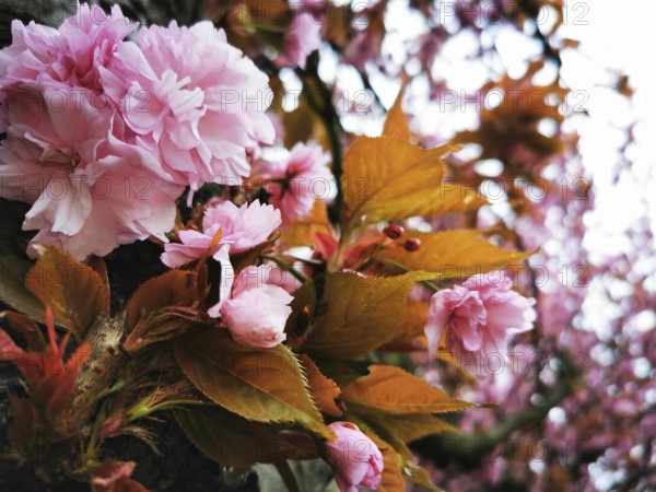 A tree full of magnificent pink flowers and contrasting orange-coloured leaves, Japanese cherry blossom (prunus serrulata), Berlin, Germany