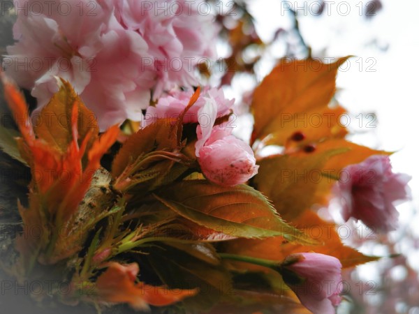 Vivid pink flowers and orange-coloured leaves in a close-up, Japanese cherry blossom (prunus serrulata), Berlin, Germany