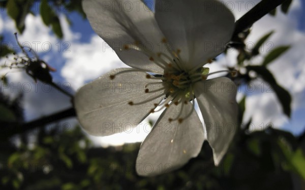 Close-up view of white flowers against blue sky and bright sun, Thuringian Forest