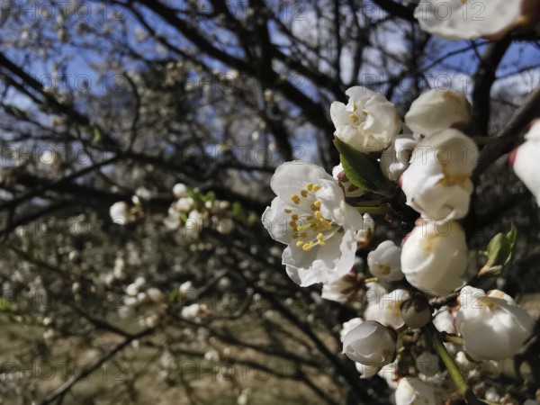 White spring blossoms on a branch in front of a tree-rich background, cherry tree (Prunus), Thuringian Forest, Germany