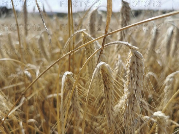 Golden yellow ears of wheat (Triticum) in a dry field, quiet rustling of the ears in the wind, Franconian Forest nature park Park, Germany