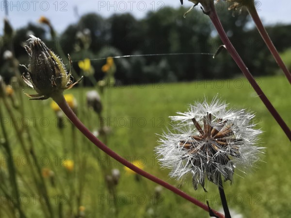Dandelion (taraxacum officinale) in a field, white seeds spreading. Relaxed nature picture, Franconian Forest nature park Park, Germany