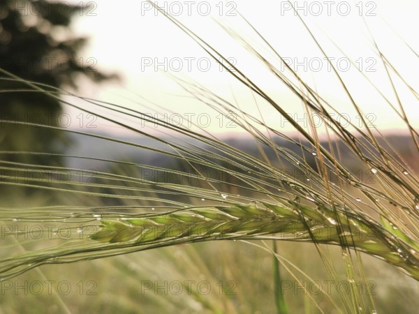Ear of grain, barley (hordeum vulgare) with morning drops in front of a gentle sunset in a field, Franconian Forest nature park Park, Germany