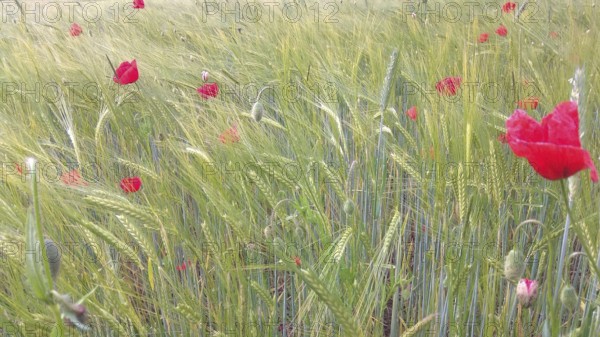 Poppies (papaver rhoeas) bloom in a green wheat field (triticum) and create a lively spring scene, Franconian Forest nature park Park, Germany