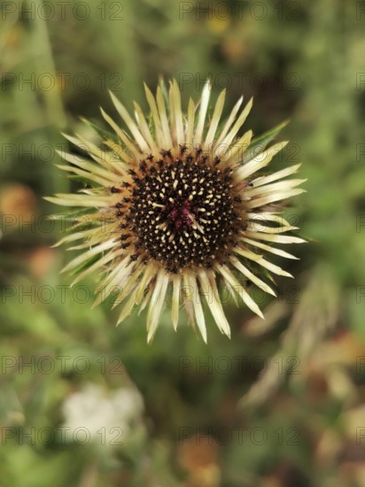 Silver thistle (Carlina acaulis) in nature, brown and green colours. Close-up of a single flower, Franconian Forest nature park Park, Germany