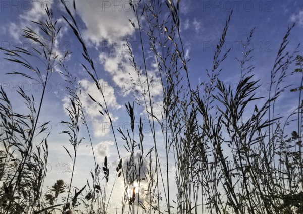 View through tall grasses up to the sky with dramatic clouds and sunlight, Frankenwald nature park Park, Germany