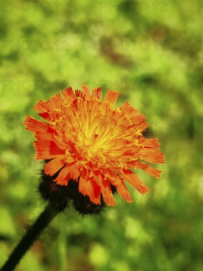 Bright orange flower with frayed petals in a green background, orange hawkweed (hieracium aurantiacum), Franconian Forest